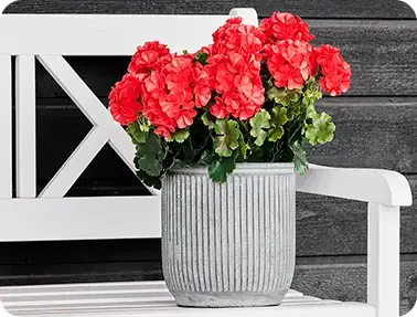 Pelargonie i rød af plast uv-beskyttet sat i en cementkrukke på havebænk