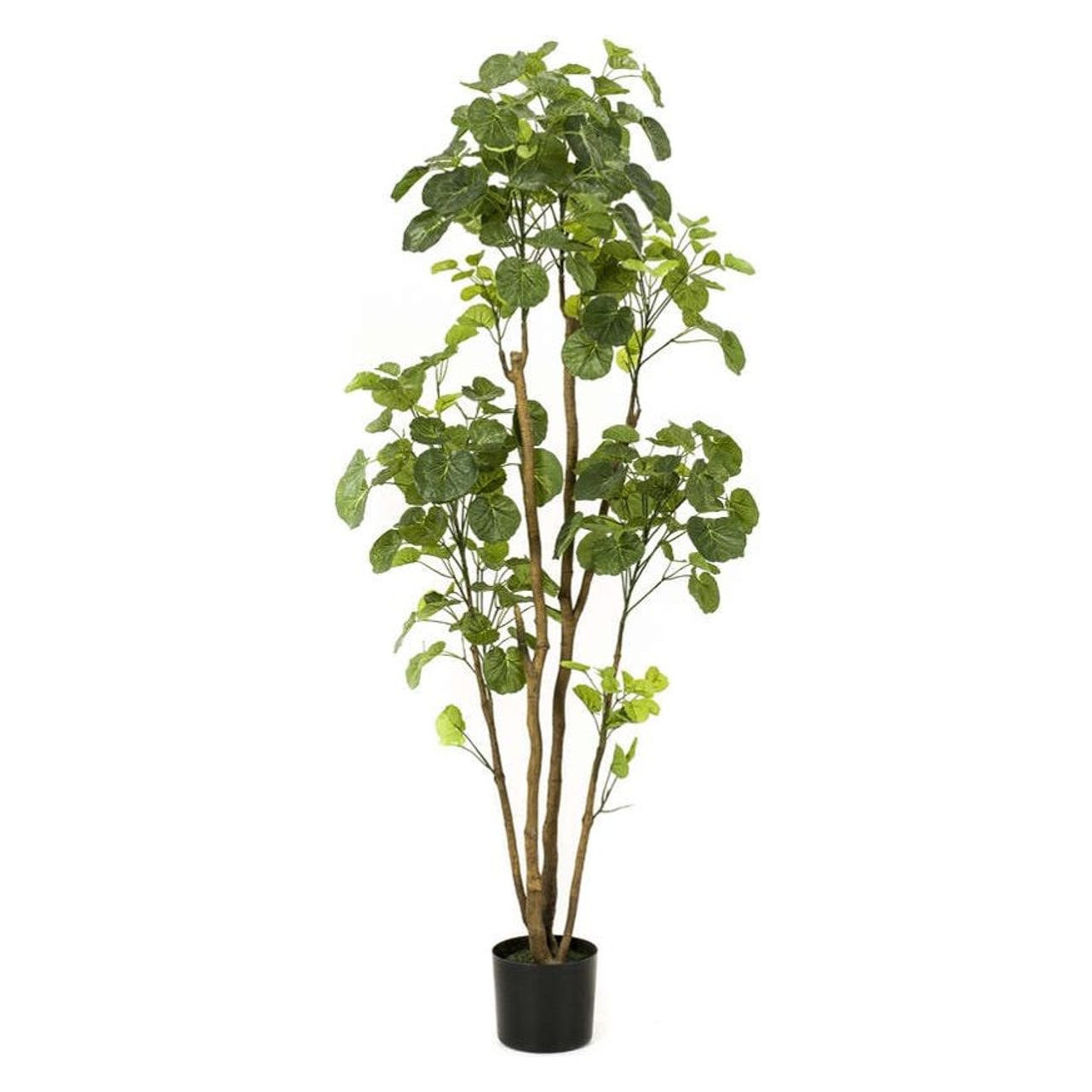 Aralia i potte, Polyscias, 160cm, kunstig plante - Brøndsholm