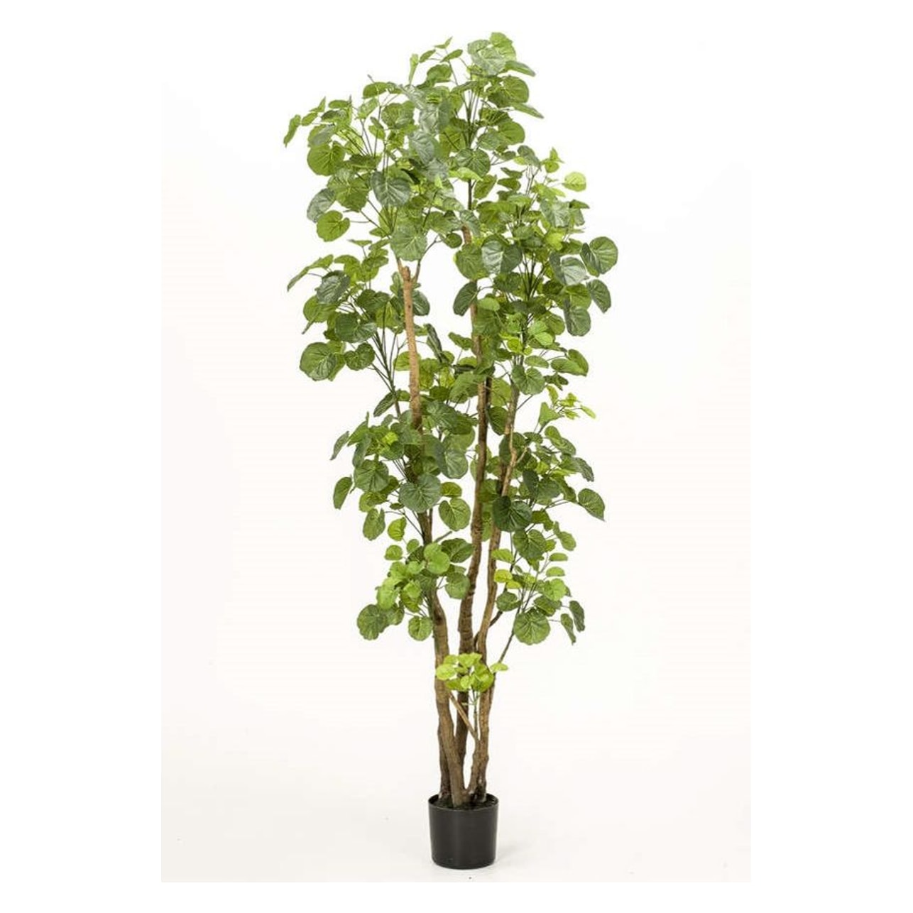 Aralia i potte, Polyscias, 195cm, kunstig plante - Brøndsholm