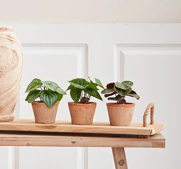 Kunstig peperomia mini plante af plast i ler krukke vist i miljø med andre mini planter i stue