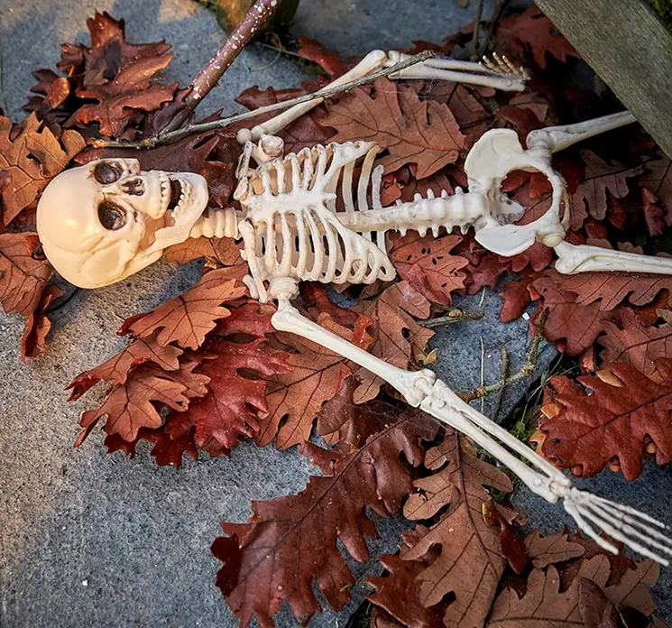 Egetræsblade ægte i orange 200 g pr pose vist med skelet som halloween pynt