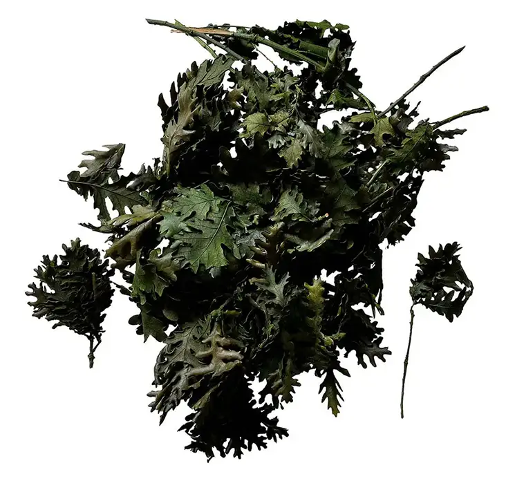 Egetræsblade ægte i grønne 200 g pr pose