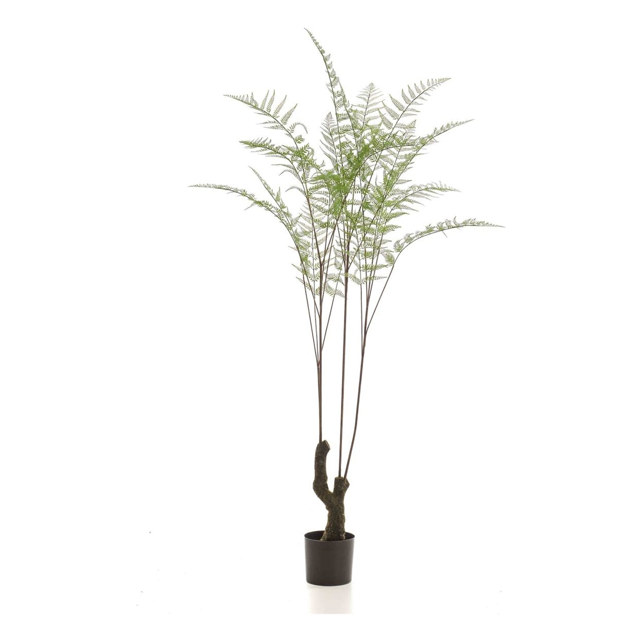Bregne opstammet 210cm, kunstig plante - Brøndsholm