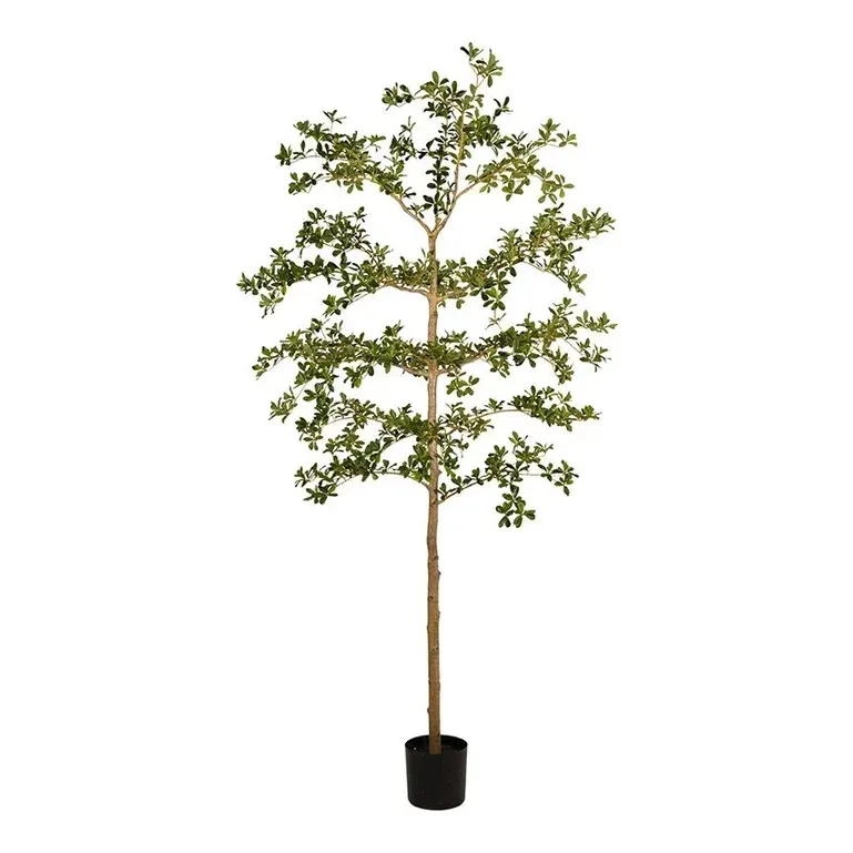 Bucida træ, deluxe, 210cm, kunstig plante - Brøndsholm