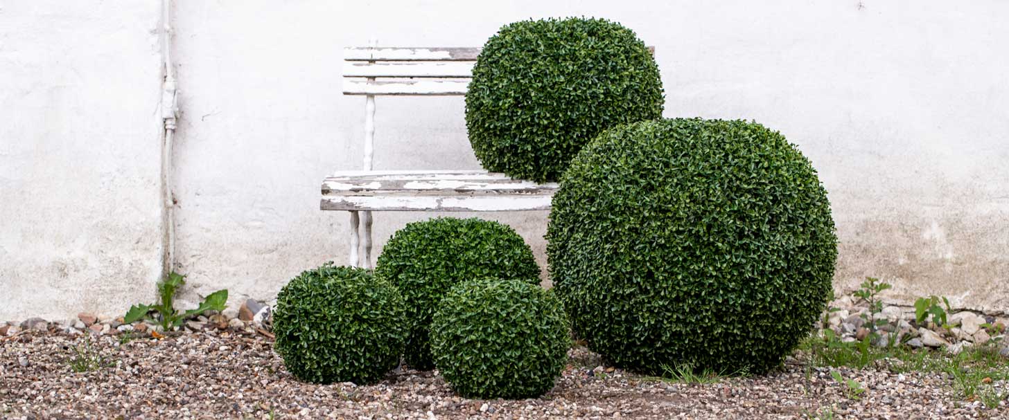 Buksbom bolde i forskellige størrelser