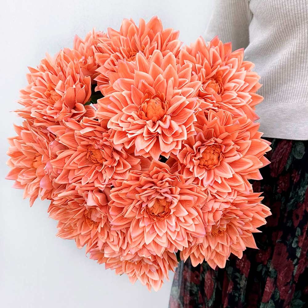 Brøndsholm - kunstig dahlia