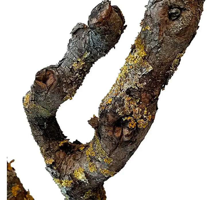 Gren til dekoration syren tørret gren ægte 80-100cm closeup