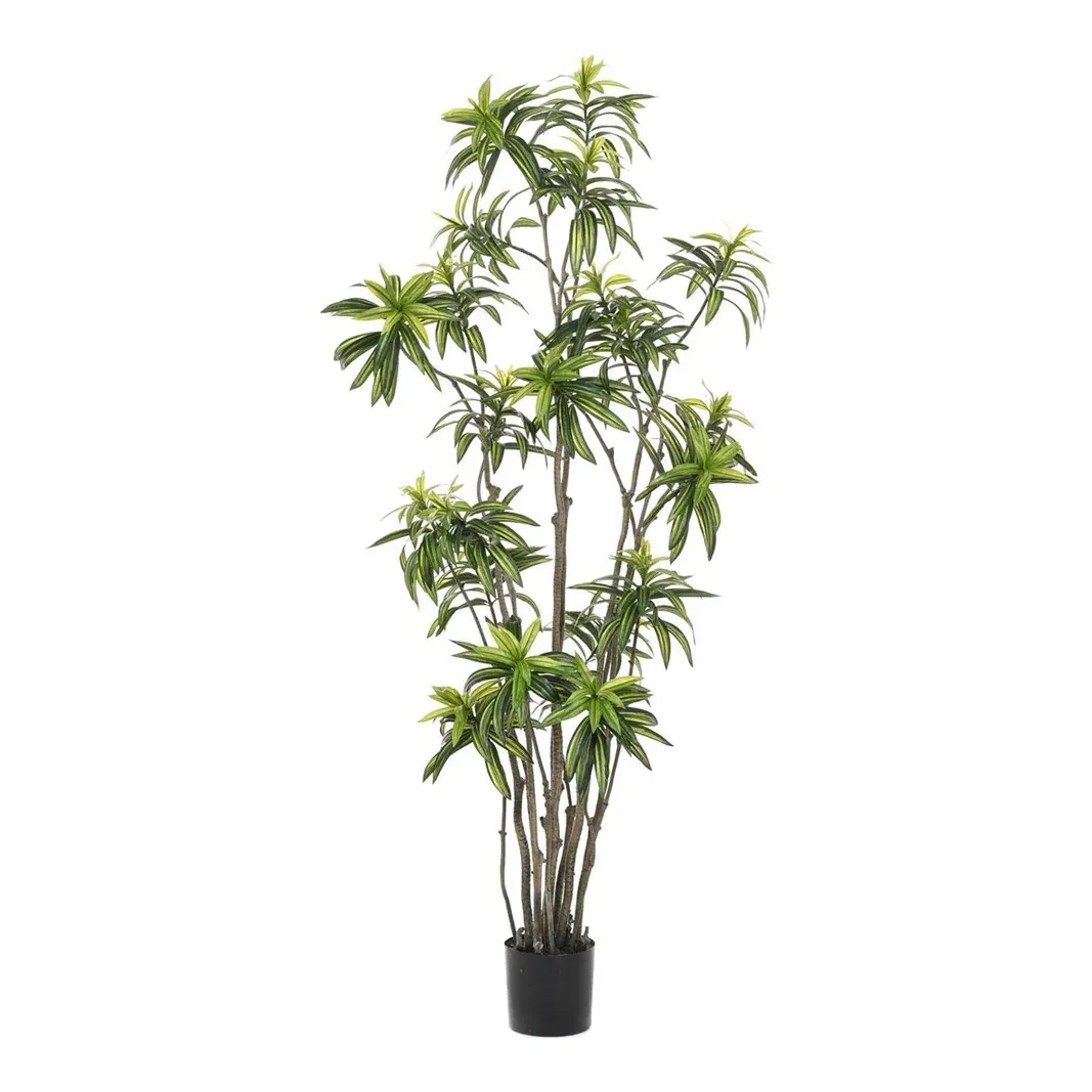 Dracaena, multi-stamme, 210cm, kunstig plante - Brøndsholm