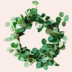 Lille eucalyptus krans