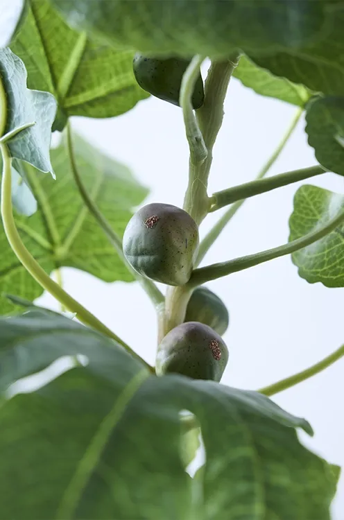 Brøndsholm - figentræ med frugter