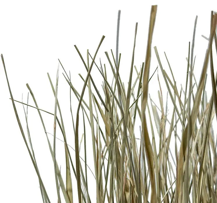 Græs bundt af tørret græs natur farvet 110cm closeup