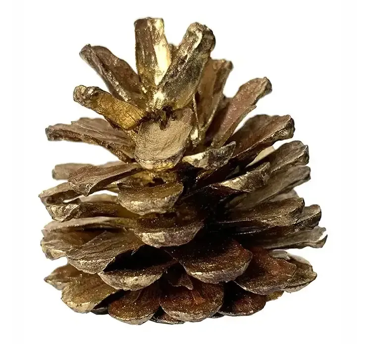 Grankogler ægte i guldfarvet closeup