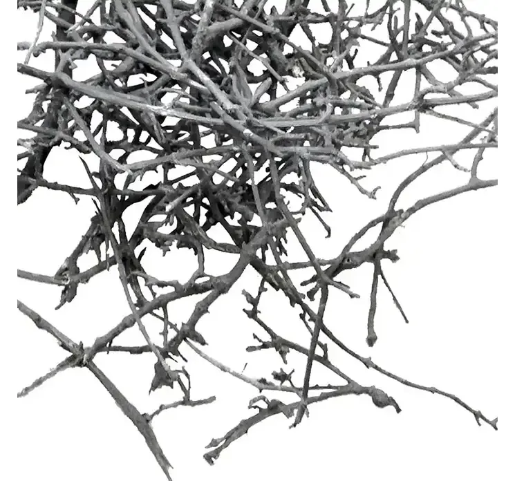 Grene tørrede til dekoration grå closeup