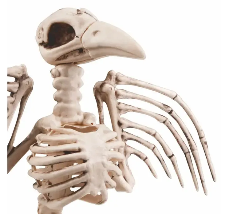 Kunstig krage skelet af plast closeup