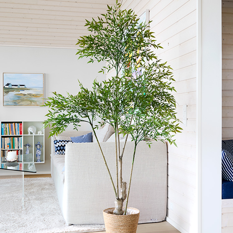 Brøndsholm - stueplante