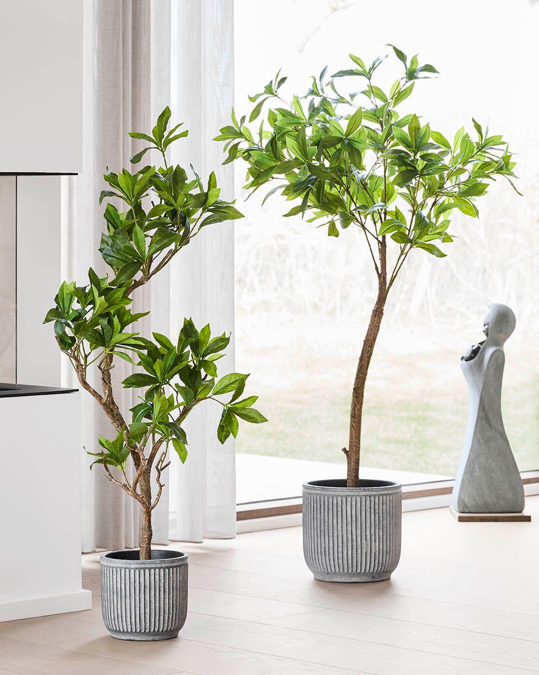 Skab en rolig og stilfuld stemning med grønne detaljer. Vores nye naturtro japanske pieris planter er her sat i cementkrukker, hvilket giver et naturligt og moderne udtryk. Perfekt til dig, der vil have grøn hygge der holder🌿

#brøndsholm #kunstigeplanter #grønneplanter #naturtroplanter #plantertilhjemmet