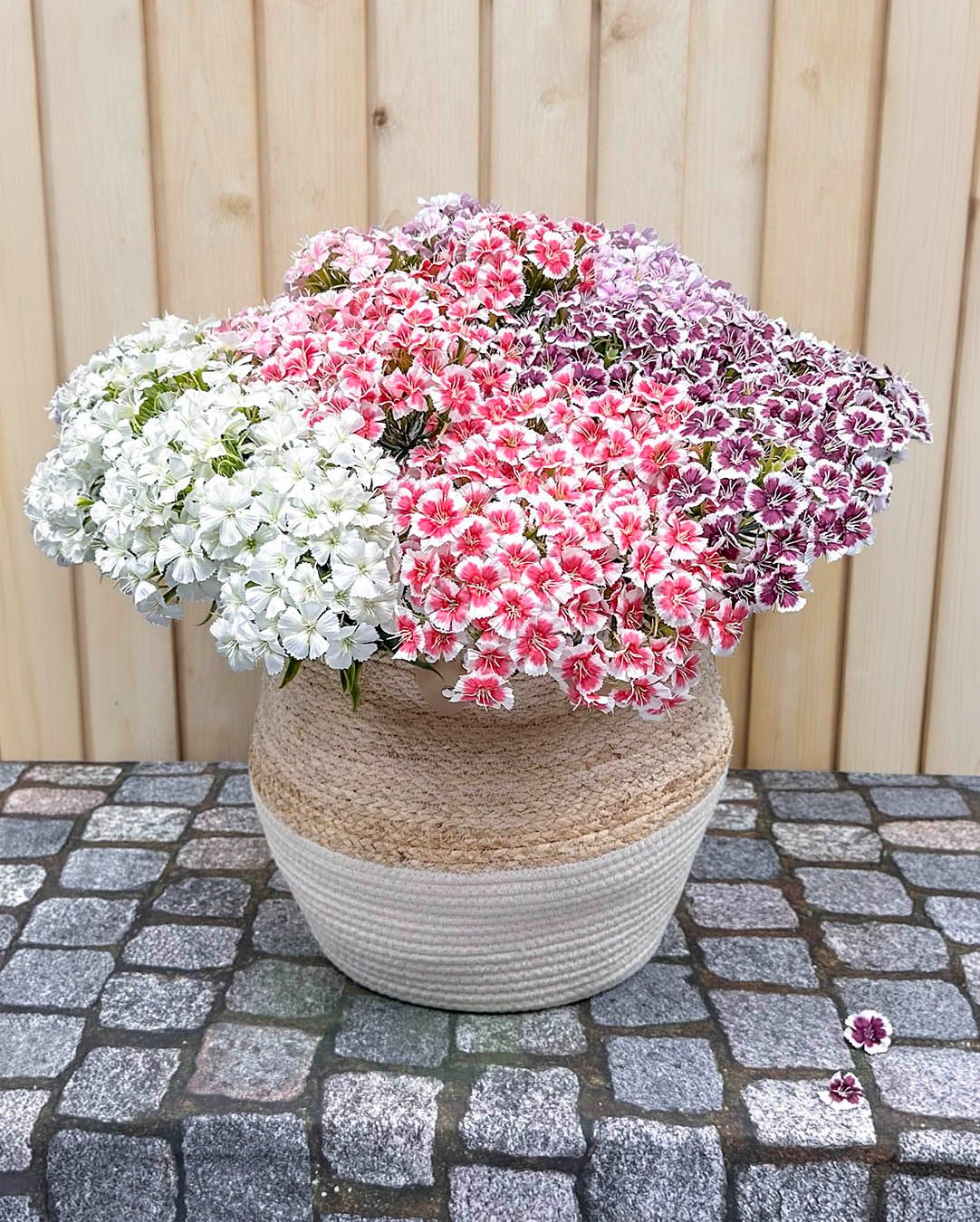 Mere fylde. Mere farve. Mindre arbejde.🌸
Smukke kunstige nelliker giver maksimal blomsterglæde med minimal indsats, og så er de heller ikke særligt dyre.✨

#brondsholm #kunstigeblomster #nelliker #kunstignellike #boliginspiration #indretning #homedecor #kunstigeblomster #blomsterglæde