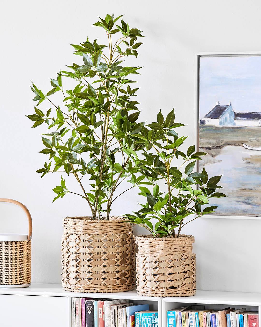 Bring naturens ro ind i dit hjem med vores smukke Araliatræer i potte! Med sine fyldige, grønne blade og naturtro look tilføjer det både liv og stil til ethvert rum. Perfekt til stuen, kontoret eller hvor du ønsker et moderne, grønt touch.🌿

#brøndsholm #kunstigeplanter #kunstigetræer #aralia #naturtroplanter #grønneplanter #kurve #kurvesæt #flettedekurve