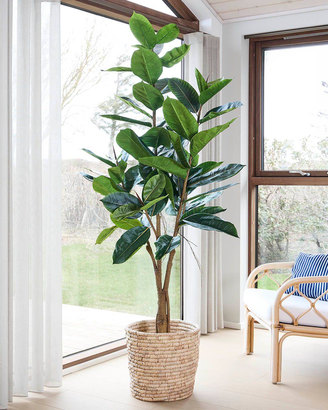 Et flot, stort figentræ på 180cm, der tilfører et smukt grønt element til stuen. Det kunstige design gør det nemt at have med at gøre, helt uden vedligeholdelse. Samtidig kan det placeres selv i mørke kroge og stadig stå lige så smukt.
Husk du kan SPARE 25% til og med 16. marts 2026🌿😊

#brøndsholm #figentræ #kunstigtræ #kunstigplante #grønneplanter #grønthjem #nyttilhjemmet #kunstigestoreplanter #fletkurv #potteskjuler