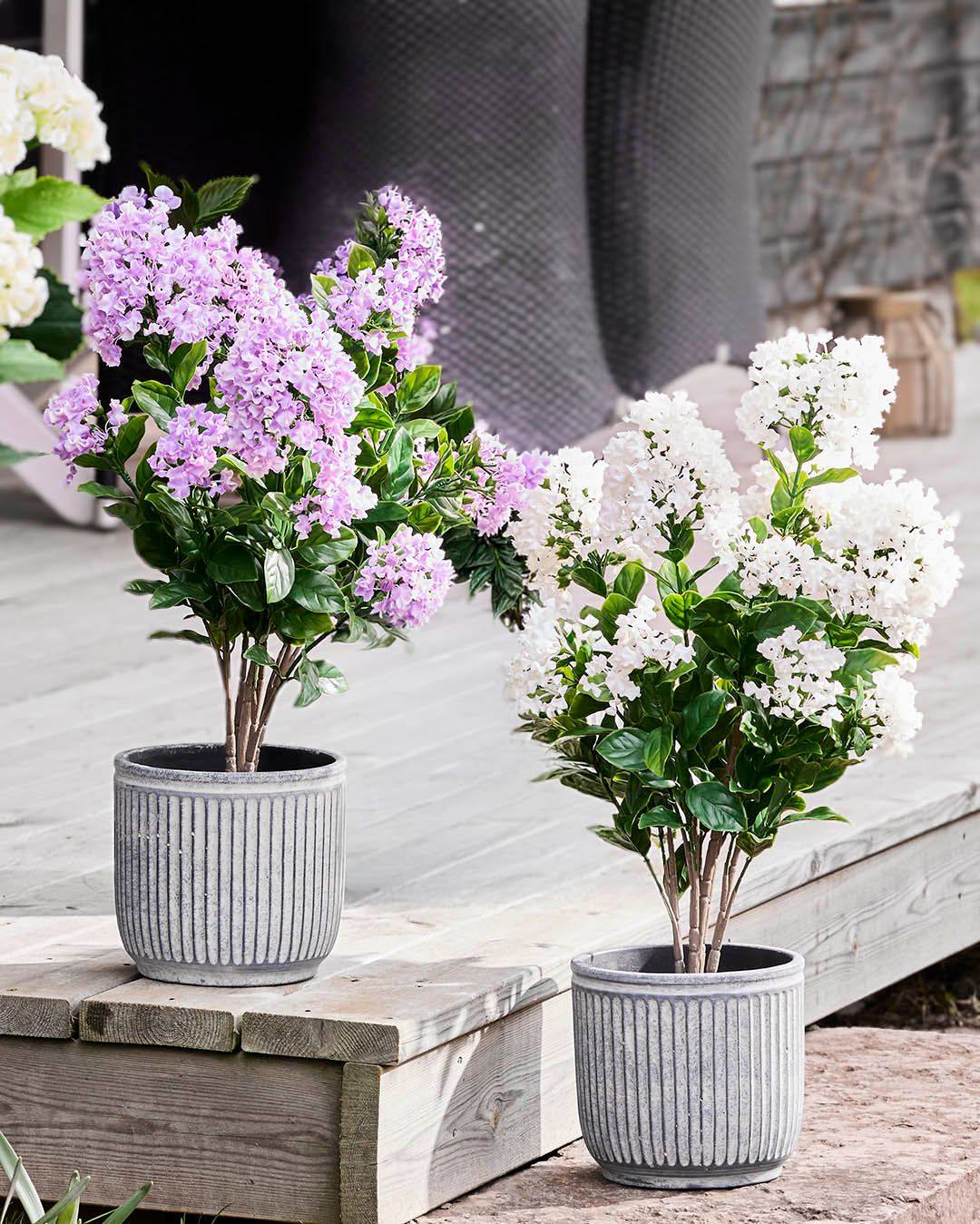 Ingen vanding. Ingen visne blomster. Bare smukke kunstige syrener der blomstrer sæson efter sæson, takket være UV-beskyttelse der holder farverne friske, selv når solen gør sit værste.🌸☀

#brøndsholm #kunstigeblomster #syrener #terrasseliv #ingenpasning #udeliv #sommerhygge #blomsterudenbesvær #altanblomster #boligindretning