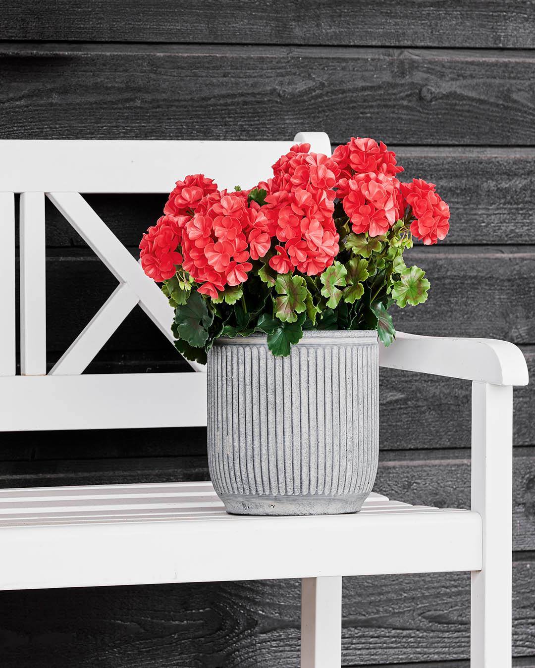 Klassisk sommerstemning med to røde pelargonier i en smuk cementkrukke. De er UV-beskyttet og klar til både altan, terrasse og indgangsparti.☀️

#brøndsholm #pelargonie #geranium #kunstigeblomster #altanindretning  #terrasseinspo #sommerstemning #sommerhygge #udeliv