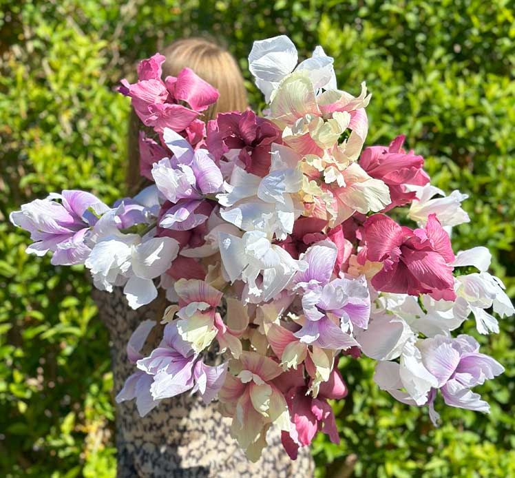 Brønsdholm - kunstig iris