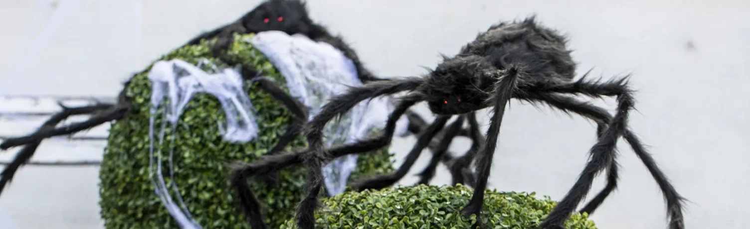 Brøndsholm - insekter - kæmpe edderkop