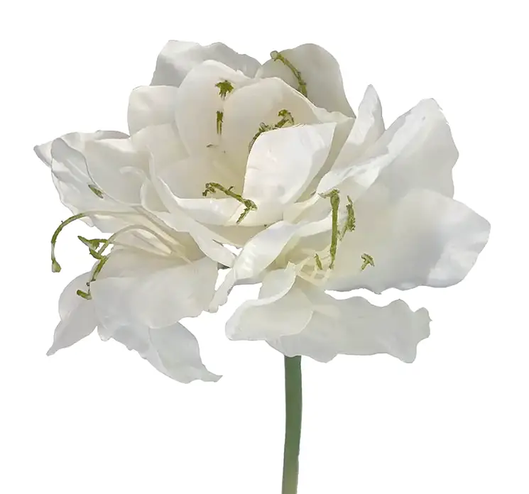 Amaryllis også kaldet de fire verdenshjørner kunstig blomst af plast i hvid closeup