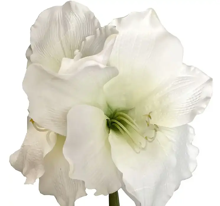 Amaryllis også kaldet de fire verdenshjørner af plast i hvid closeup
