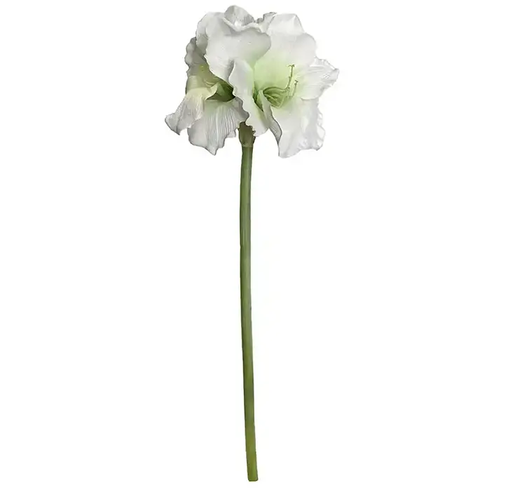 Amaryllis også kaldet de fire verdenshjørner af plast i hvid