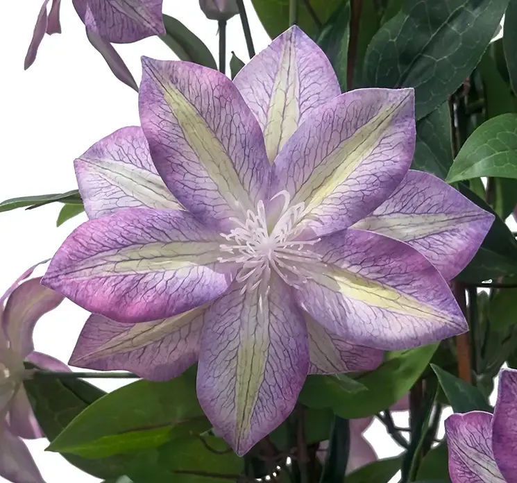 Kunstig clematis blomst i lilla med potte af plast closeup af blomst
