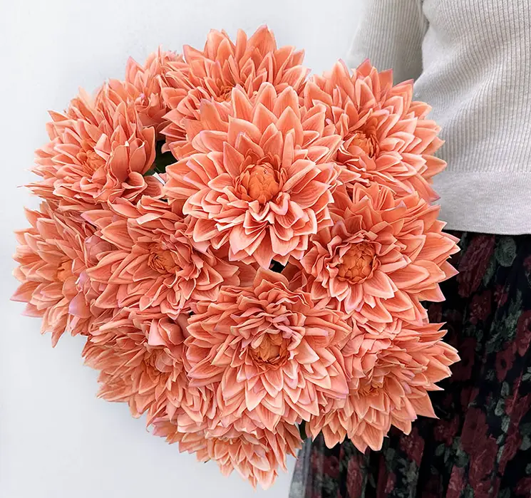 Dahlia også kaldet georgine kunstig blomst af plast i fersken farvet, flere sat sammen i en smuk fyldig buket