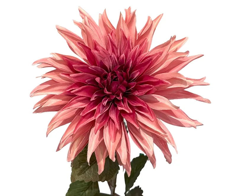 kunstig rosa farvet dahlia, georgine i plast closeup