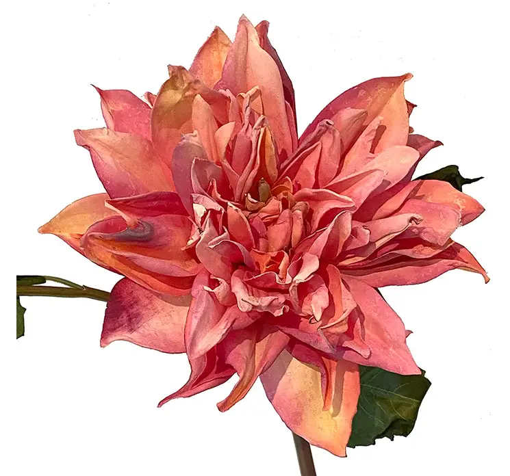 Dahlia kunstig blomst med lille knop af plat i støvet pink closeup