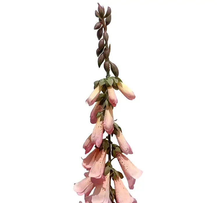 Kunstig fingerbøl digitalis blomst i lyserød af plast closeup