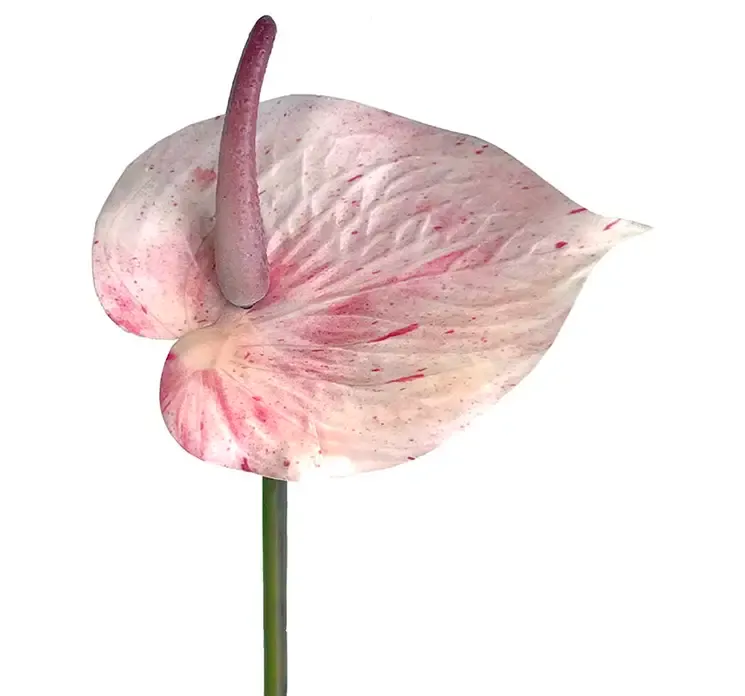 Kunstig flamingo blomst i lys pink af plast closeup