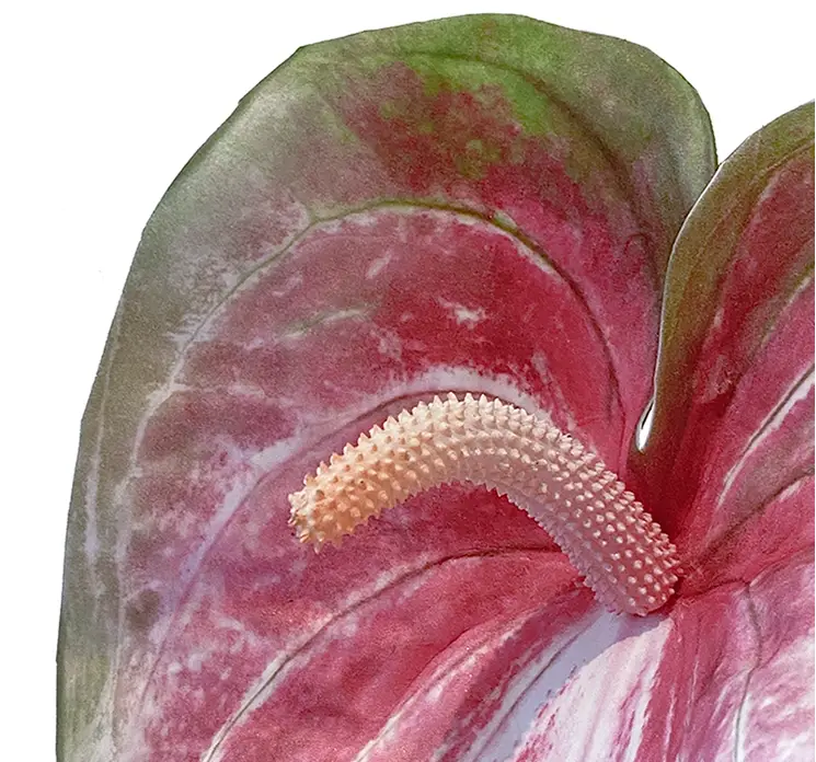 Flamingo kunstig blomst at plast i pink closeup