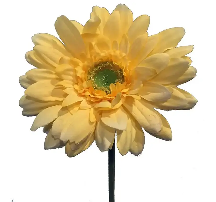 Gerbera kunstig blomst af plast i gul 48cm closeup