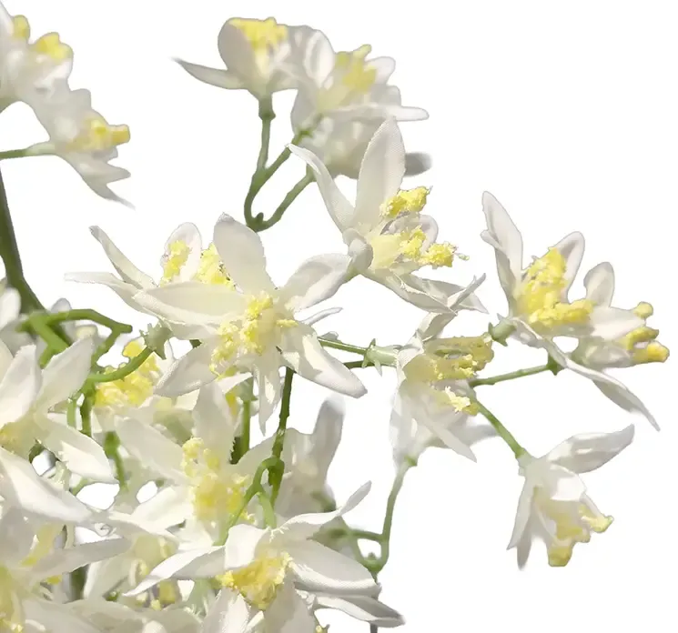 Kunstig jasmin blomstergren med hvide blomster af plast closeup