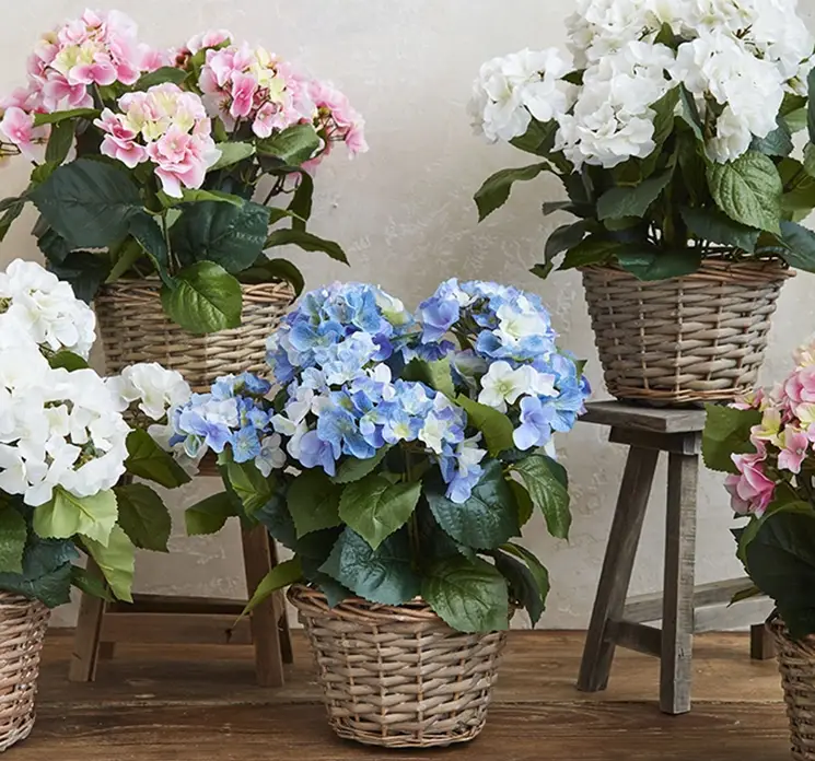 Hortensiaer kunstige blomster af plast sat i flettet kurv her vist i miljø flere sammen