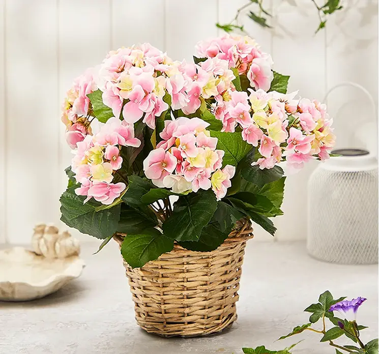 Hortensia kunstig blomst af plast i lyserød sat i en flettet kurv af rattan vist i terrasse miljø