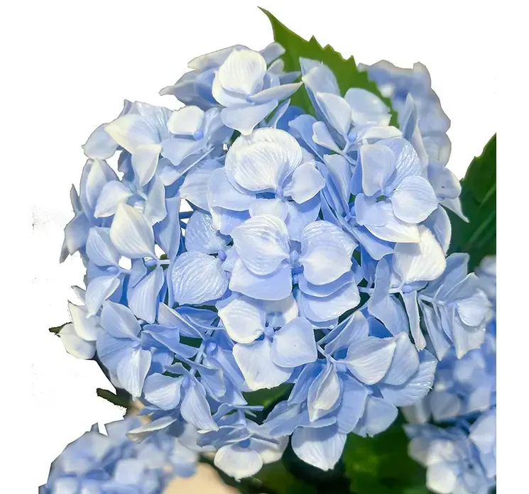 Kunstig hortensia med blå blomster i sort potte uv beskyttet af plast closeup af blomst