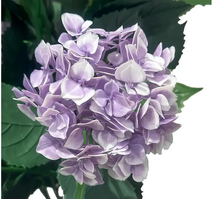 Kunstig hortensia med lilla blomster i sort potte uv beskyttet af plast closeup af blomster