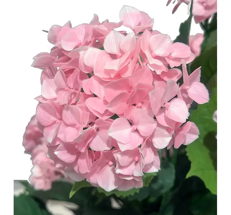 Kunstig hortensia med lyserøde blomster i sort potte uv beskyttet plast closeup af blomst