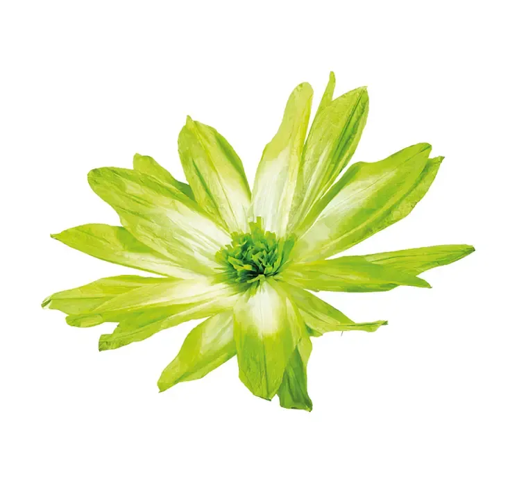 Kunstig blomsterhoved af papir i grøn og hvid