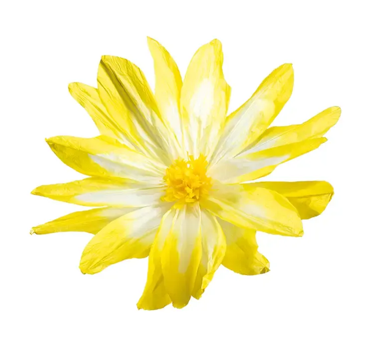 Kunstig blomsterhoved af papir i gul og hvid