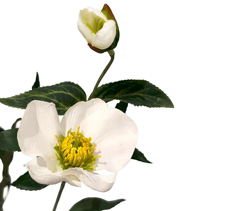 kunstig hvid julerose, helleborus i plast closeup