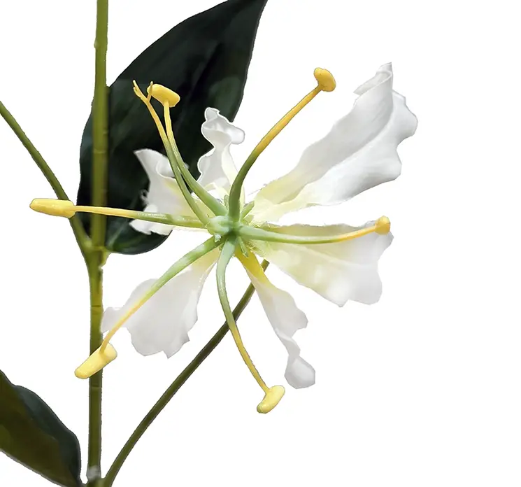 Klatre lilje også kaldet gloriosa af plast i hvid closeup