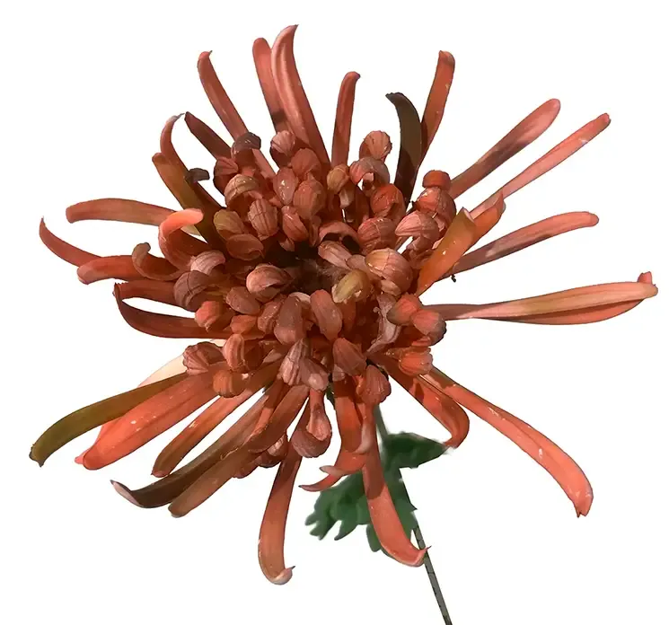 Kunstig krysantemum blomst i bourgogne farvet af plast closeup