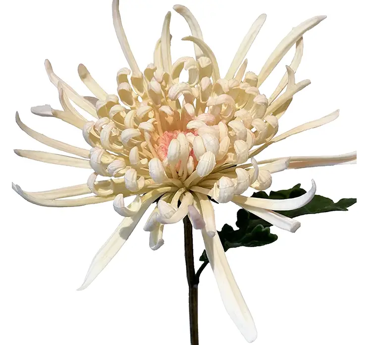 Krysantemum kunstig blomst af plast i creme farvet closeup